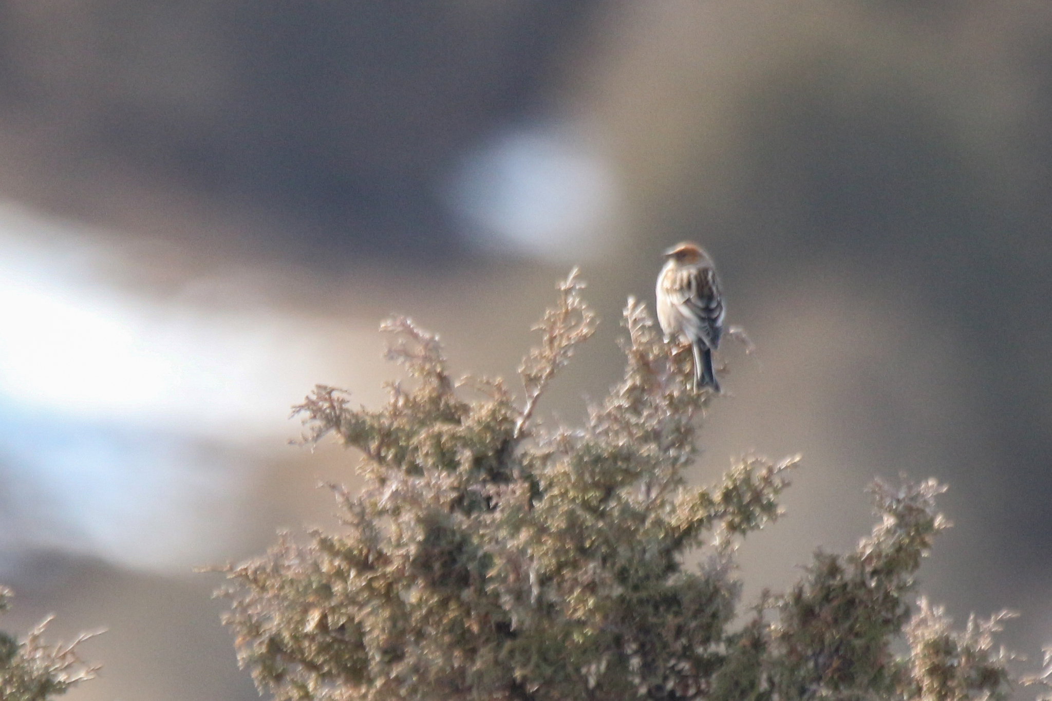 Plain Mountain Finch (Leucosticte nemoricola), photo 5