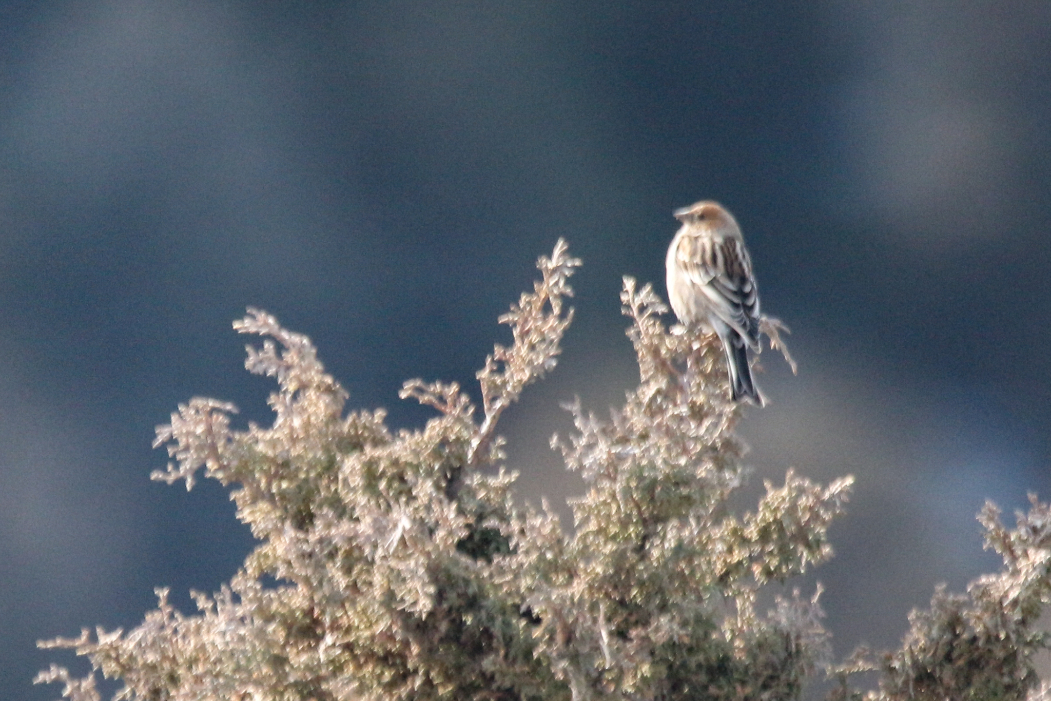 Plain Mountain Finch (Leucosticte nemoricola), photo 4