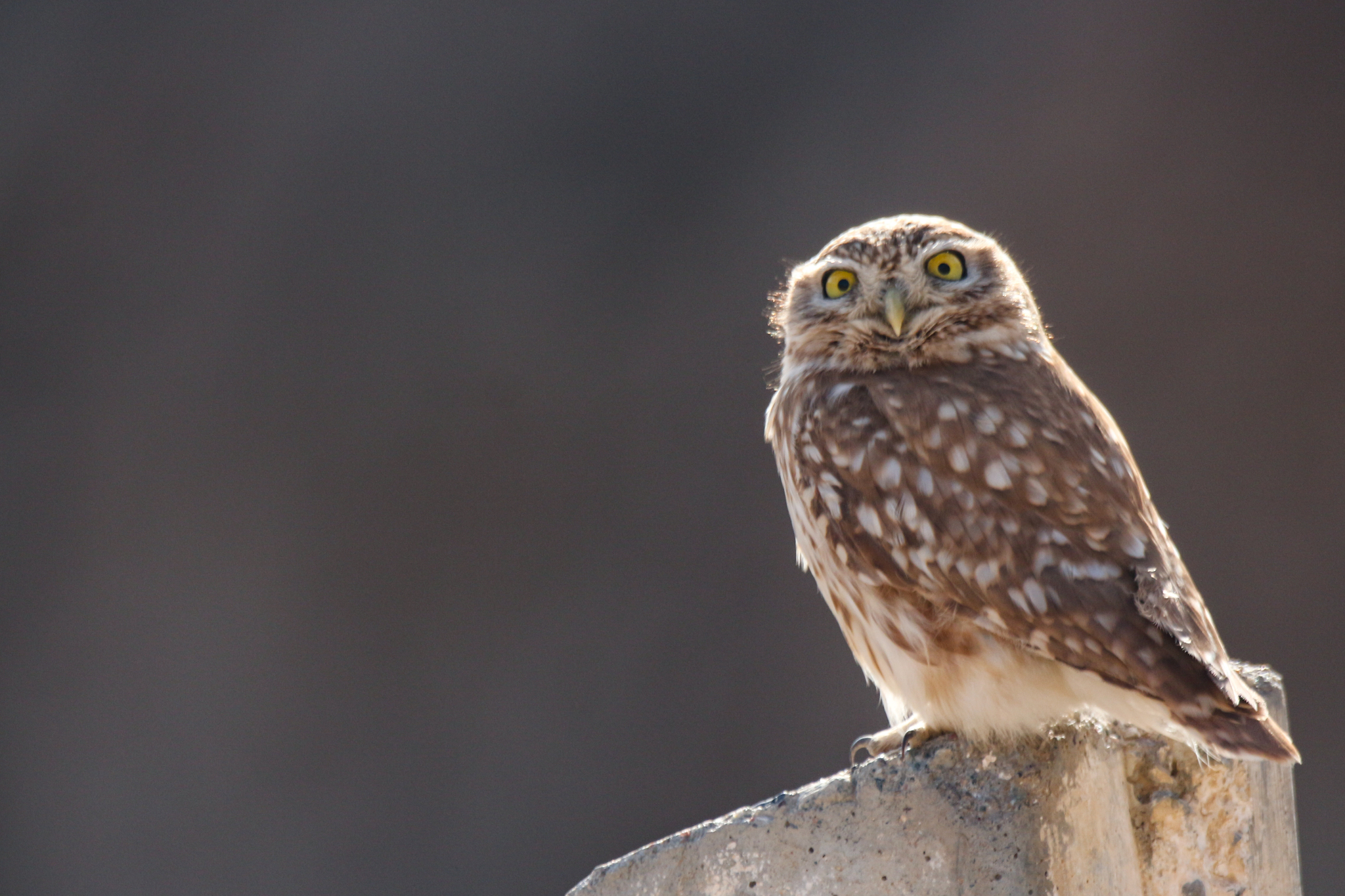 Little Owl (Athene noctua), photo 8