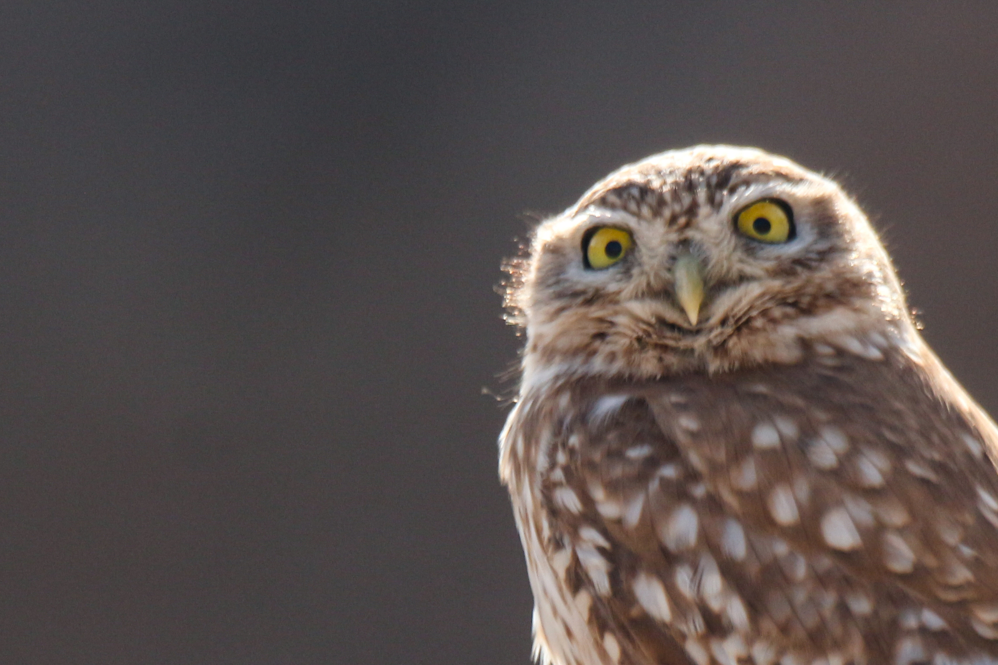 Little Owl (Athene noctua), photo 9