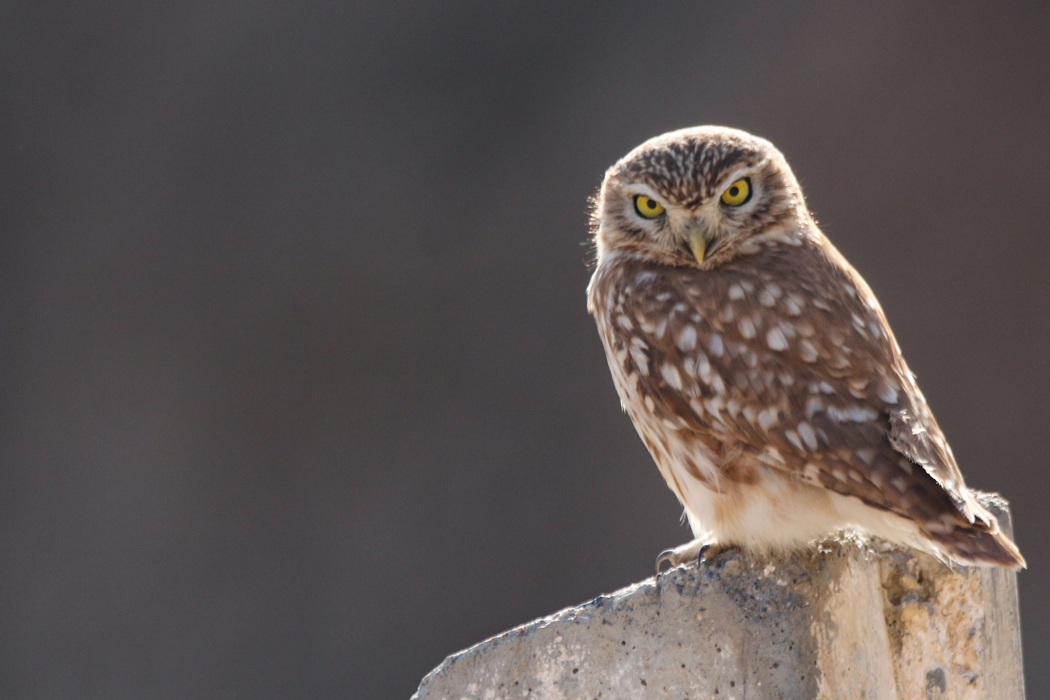 Little Owl (Athene noctua), photo 10