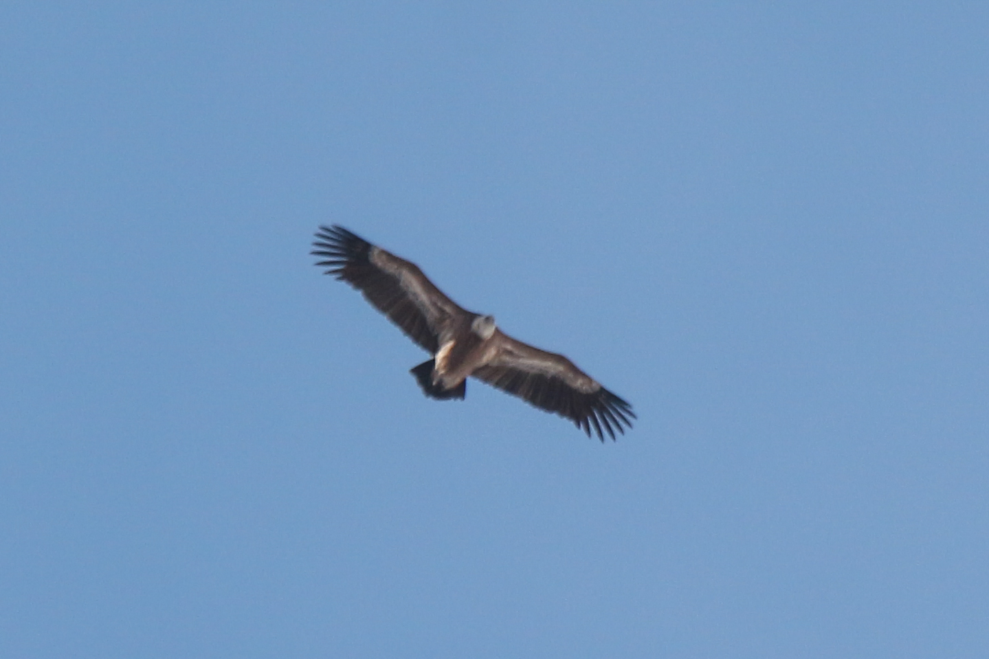 Himalayan Vulture (Gyps himalayensis), photo 10