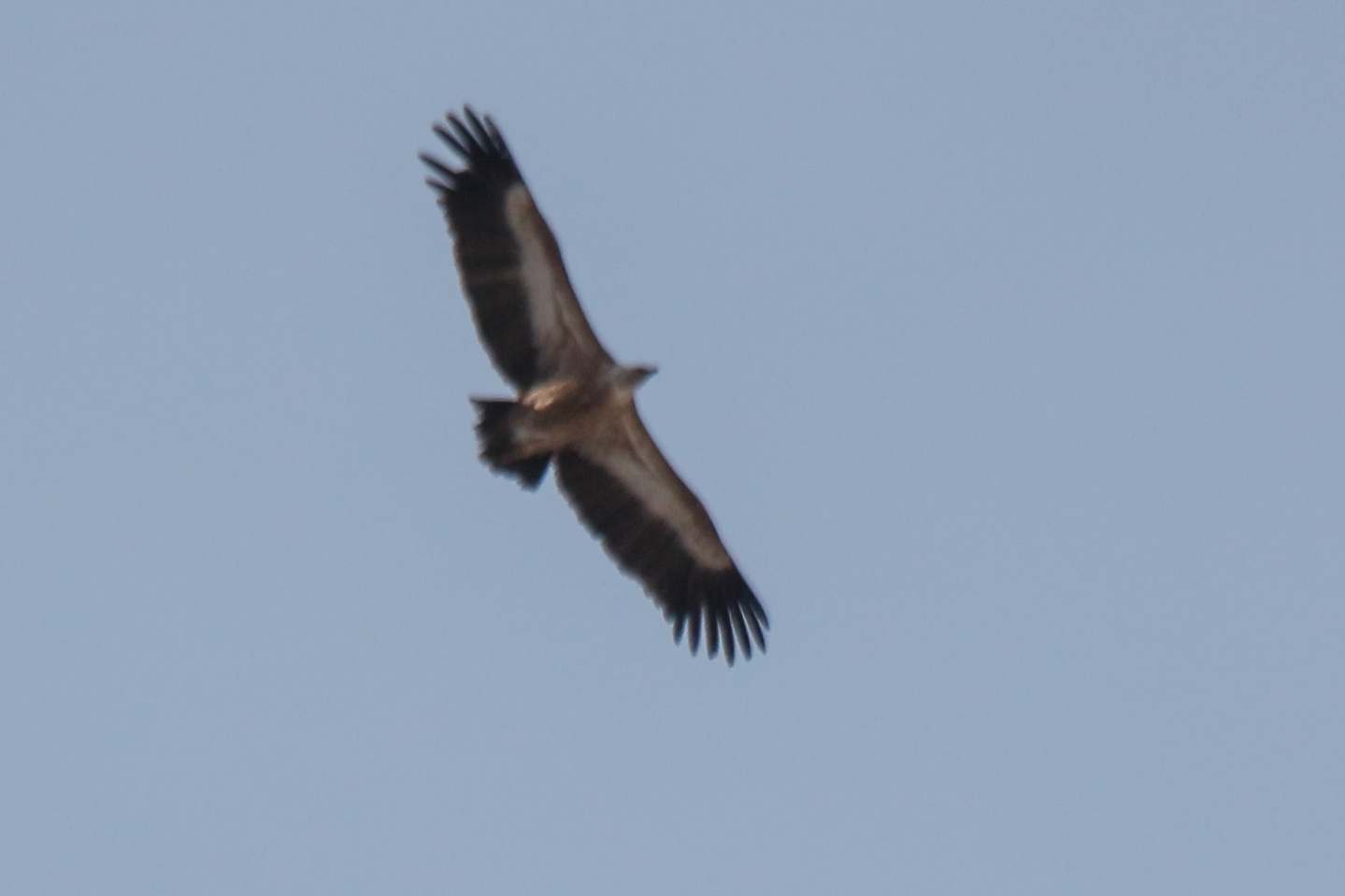 Himalayan Vulture (Gyps himalayensis), photo 9
