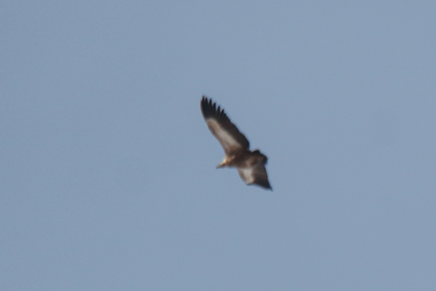 Himalayan Vulture (Gyps himalayensis), photo 8