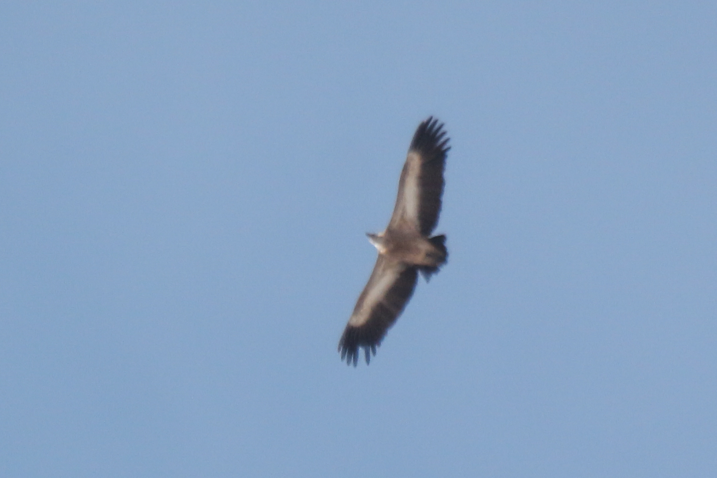 Himalayan Vulture (Gyps himalayensis), photo 2