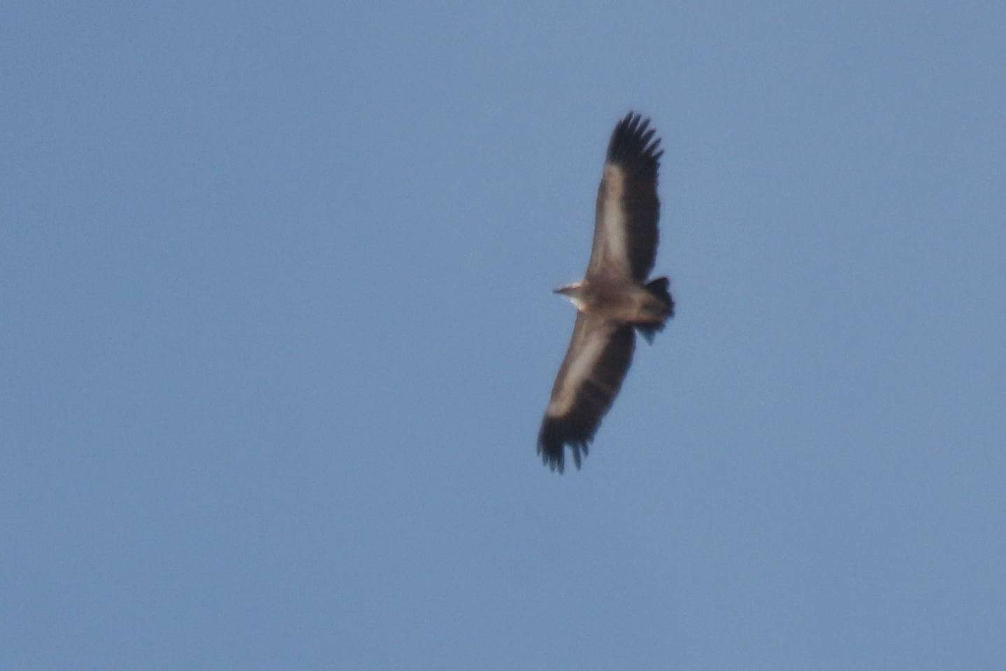 Himalayan Vulture (Gyps himalayensis), photo 1