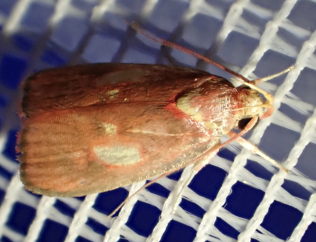 Inga pyrothyris