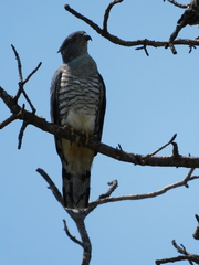 Aviceda cuculoides verreauxii