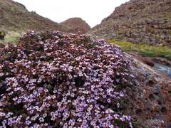 Clinopodium darwinii