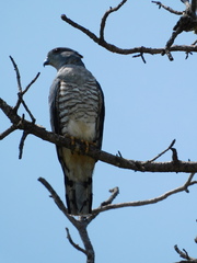 Aviceda cuculoides verreauxii