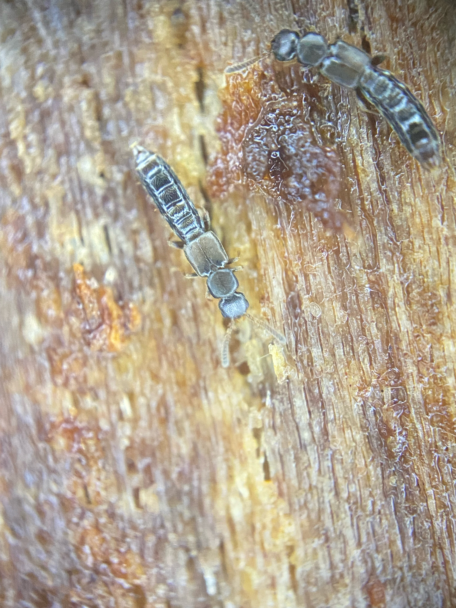 Anomognathus cuspidatus
