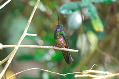 Coeligena helianthea