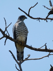 Aviceda cuculoides verreauxii