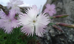 Dianthus plumarius neilreichii