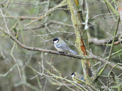 Parus major