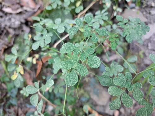 Boenninghausenia albiflora (Boenninghausenia albiflora)