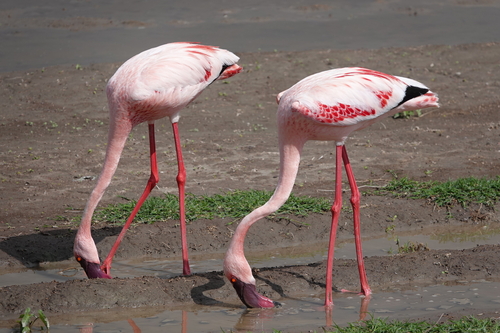 iNaturalist: (c) Tellu, some rights reserved (CC BY-NC), uploaded by Tellu iNaturalist image