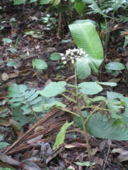 Begoniaceae