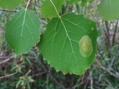 Phyllonorycter apparella