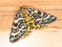 Arichanna melanaria