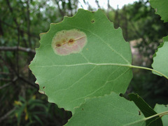 Phyllonorycter apparella