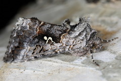 Syngrapha interrogationis