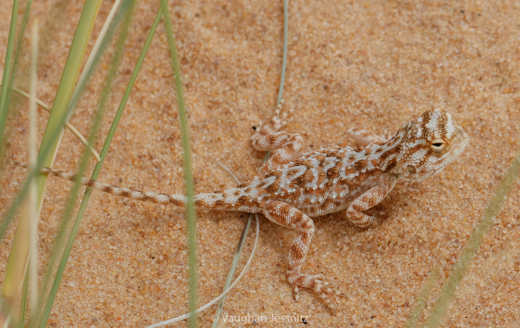 Agama aculeata Merrem, 1820