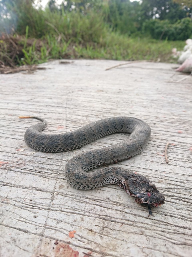 Smooth-scaled Death Adder (Acanthophis laevis)