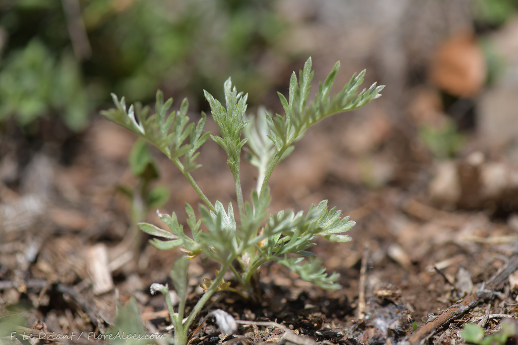Artemisia insipida