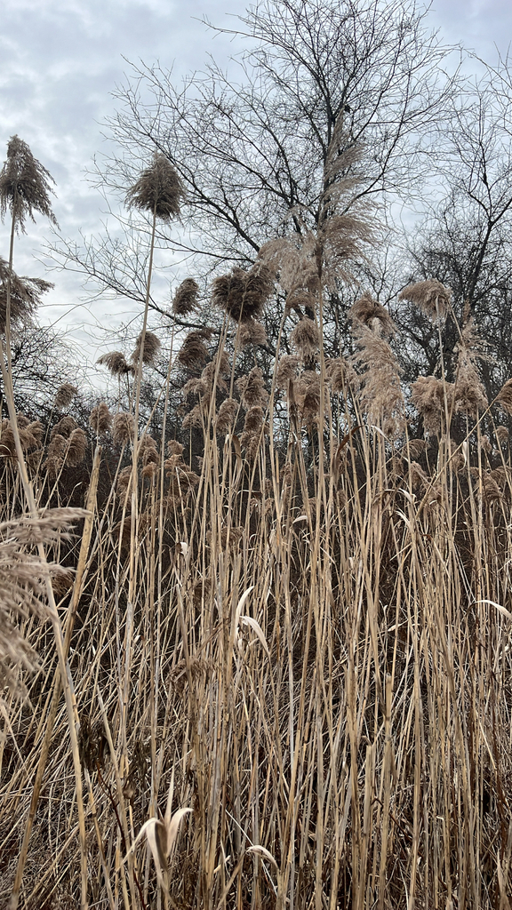 Common Reed Vermont common reed from RT-117, Ledyard, CT, US on January 14, 2026 at 02:54 ...