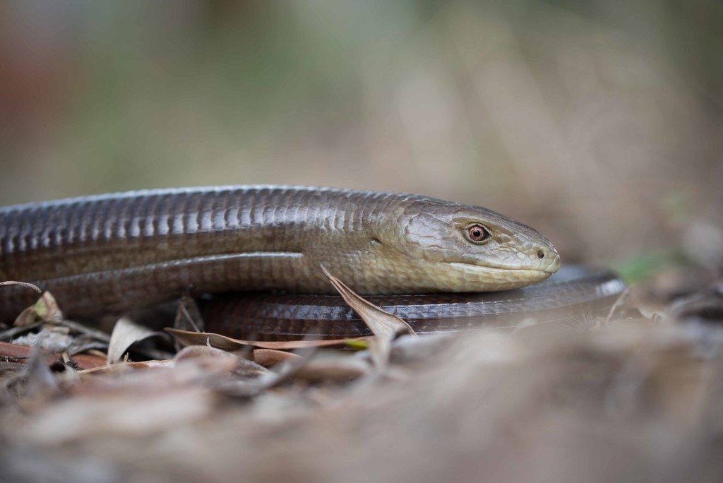 Қарт қайын енесі бар порно видео