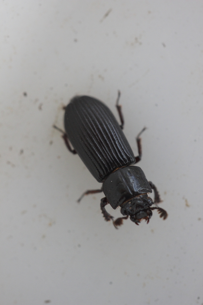 Spasalus puncticollis
