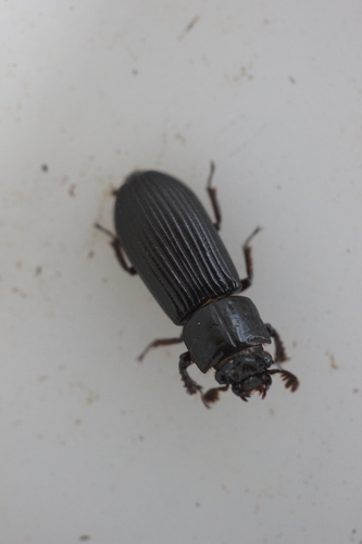 Spasalus puncticollis