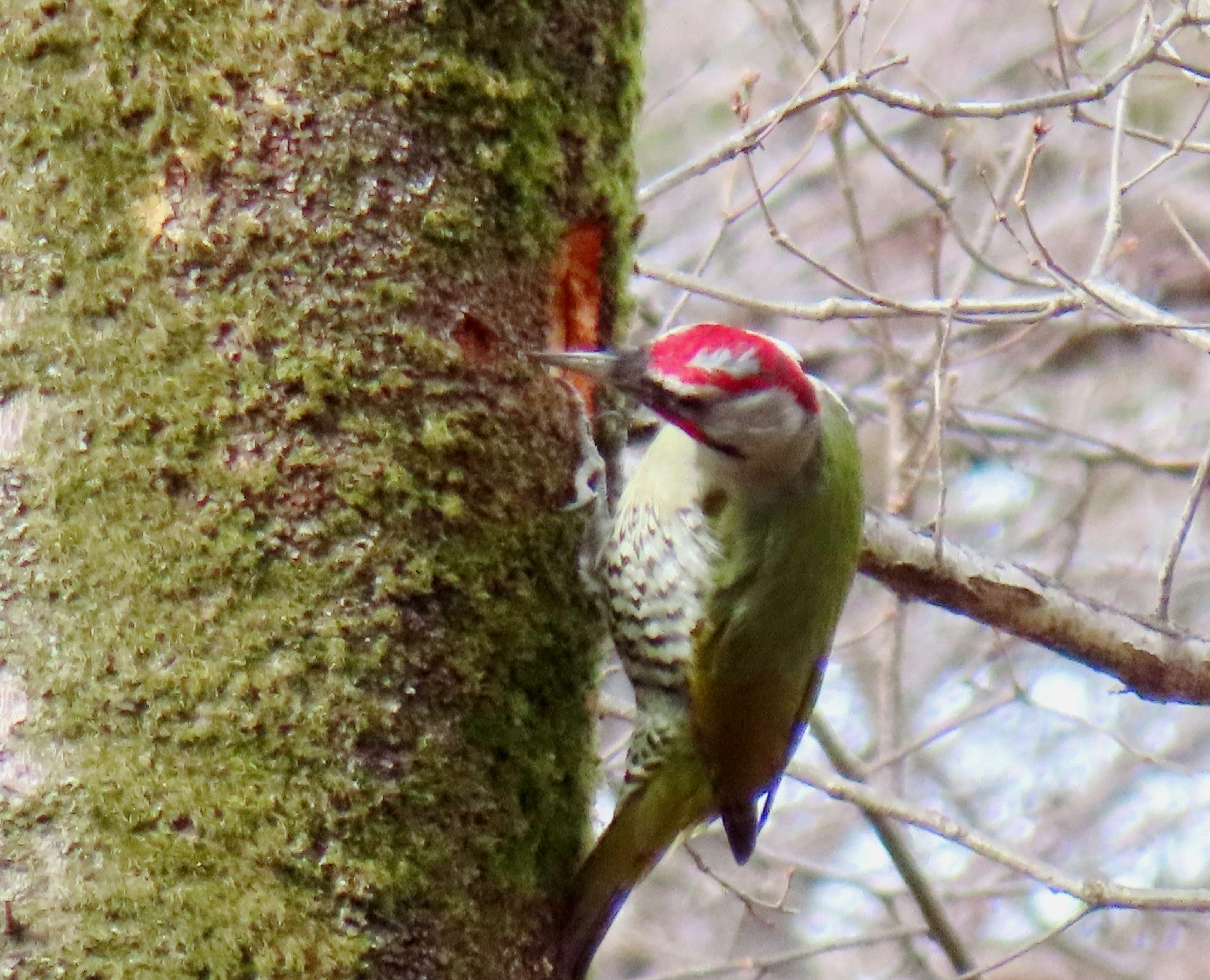 Japanese Green Woodpecker (Picus awokera), photo 6