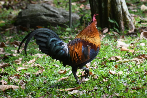 Red Junglefowl (Gallus gallus), photo 6