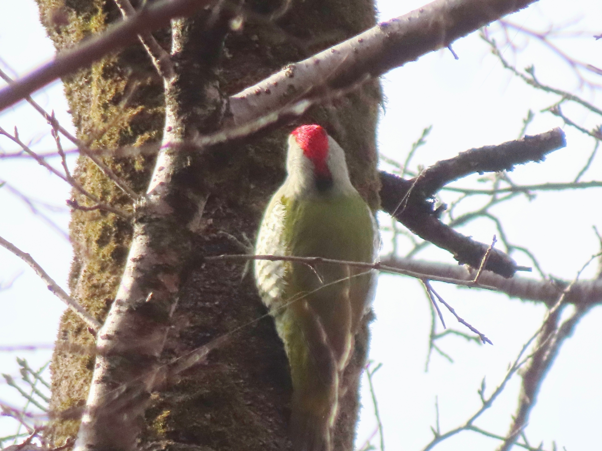Japanese Green Woodpecker (Picus awokera), photo 7