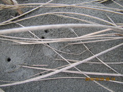 Anoteropsis litoralis