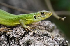 Lacerta trilineata