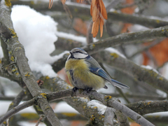 Cyanistes caeruleus
