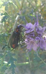 Lytta sublaevis