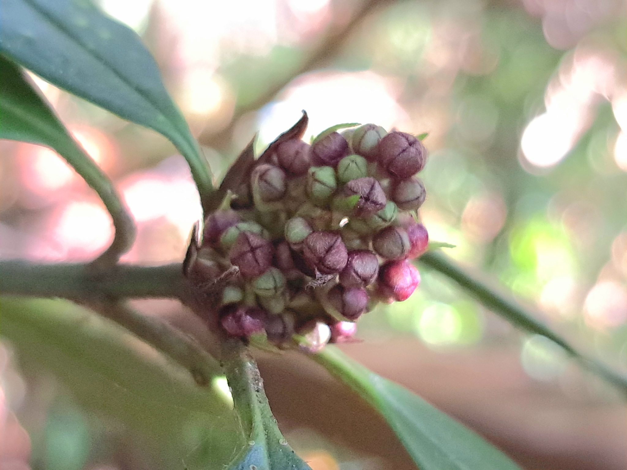 Aucuba Chinensis (Aucuba chinensis)