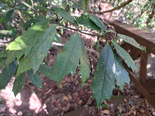 Aucuba chinensis, photograph 1
