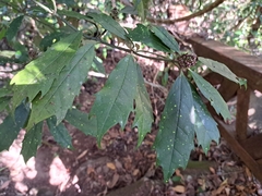 Aucuba chinensis, photograph (c) vrxz, some rights reserved (CC BY-SA)