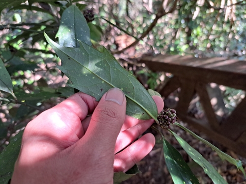 Aucuba chinensis, photograph 2