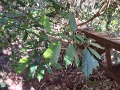 Aucuba chinensis, photograph (c) vrxz, some rights reserved (CC BY-SA)