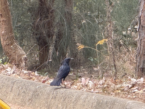 Blue Whistling Thrush (Myophonus caeruleus), photo 2