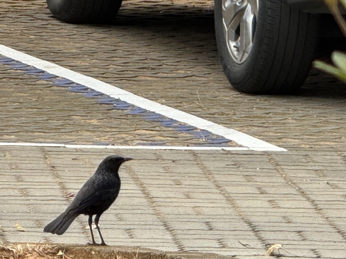 Blue Whistling Thrush (Myophonus caeruleus), photo 3