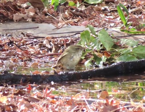 Japanese Bush Warbler (Horornis diphone), photo 2