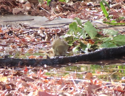 Japanese Bush Warbler (Horornis diphone), photo 3
