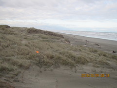 Anoteropsis litoralis